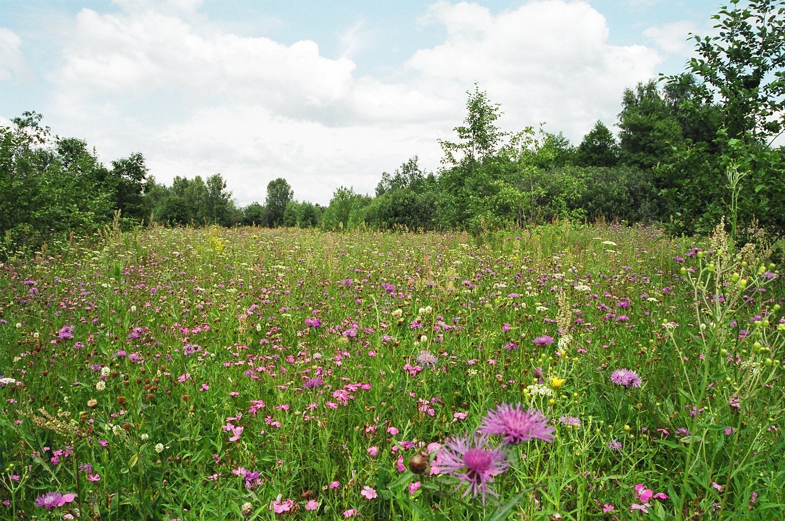 GEO400<span class="highlight">8</span>M-2020-21-SEM2-A GEO400<span class="highlight">8</span>M | Nature Conservation | 2020-21 SEM2 (Group A)