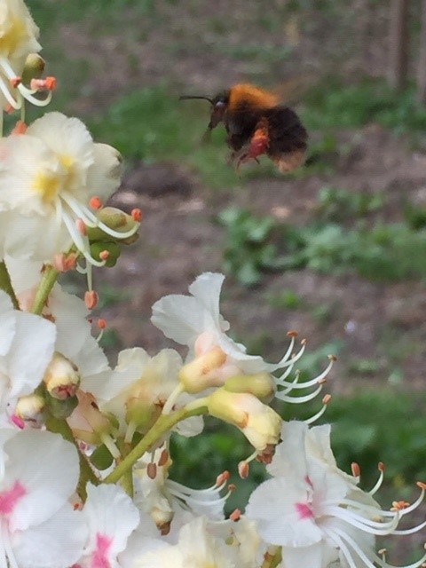 Aleks PebblePad Test Course