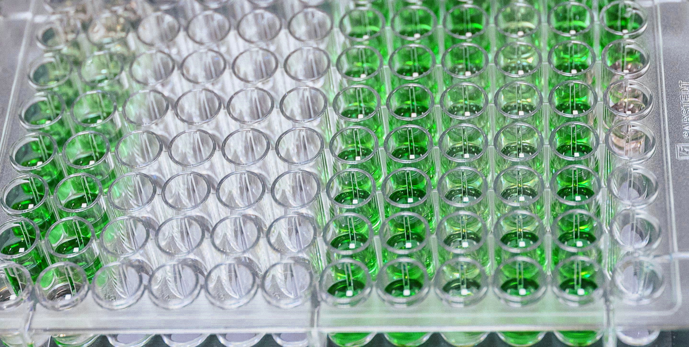 BIO6000M | Research Project (DA) | 2022-23 YEAR (Group DA)