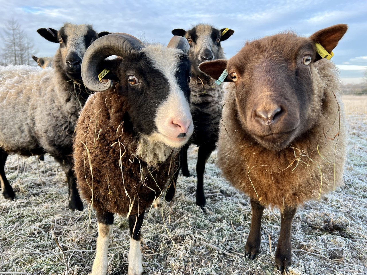 PSY8306M | Professional Counselling Psychology | 2022-23 SEM2 (Group A)